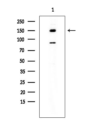RGS12 Antibody in Western Blot (WB)