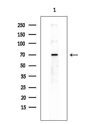 RBBP5 Antibody in Western Blot (WB)