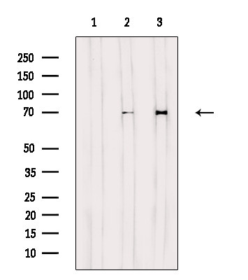 RPAP2 Antibody in Western Blot (WB)