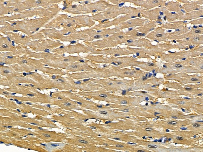 RUFY1 Antibody in Immunohistochemistry (Paraffin) (IHC (P))