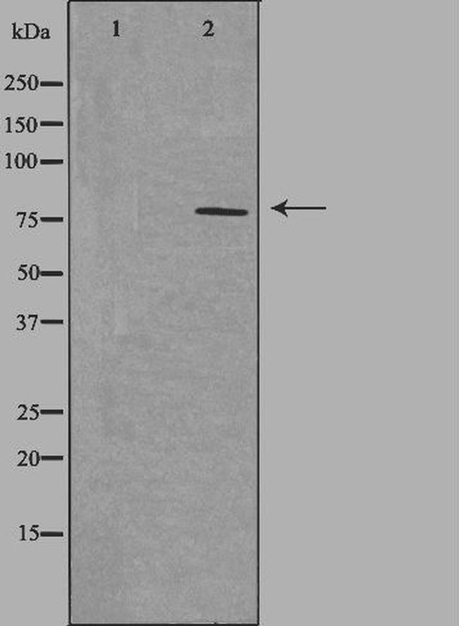 NEK5 Antibody in Western Blot (WB)