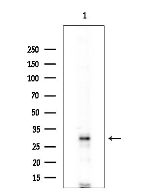 PDIK1L Antibody in Western Blot (WB)