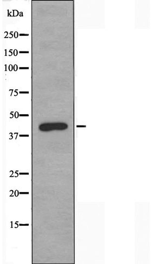 PRKX Antibody in Western Blot (WB)
