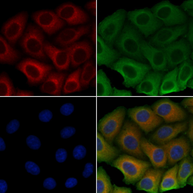 ULK3 Antibody in Immunocytochemistry (ICC/IF)