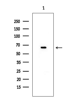 SESN1 Antibody in Western Blot (WB)