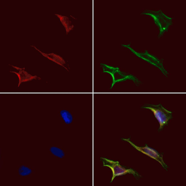 STAC2 Antibody in Immunocytochemistry (ICC/IF)