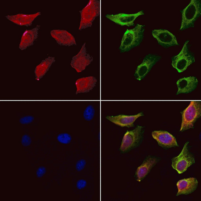 SH3RF3 Antibody in Immunocytochemistry (ICC/IF)