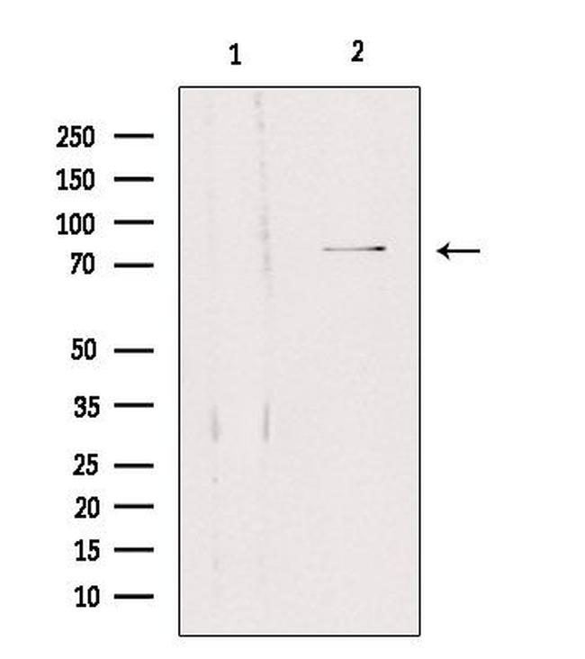 SLC5A3 Antibody in Western Blot (WB)