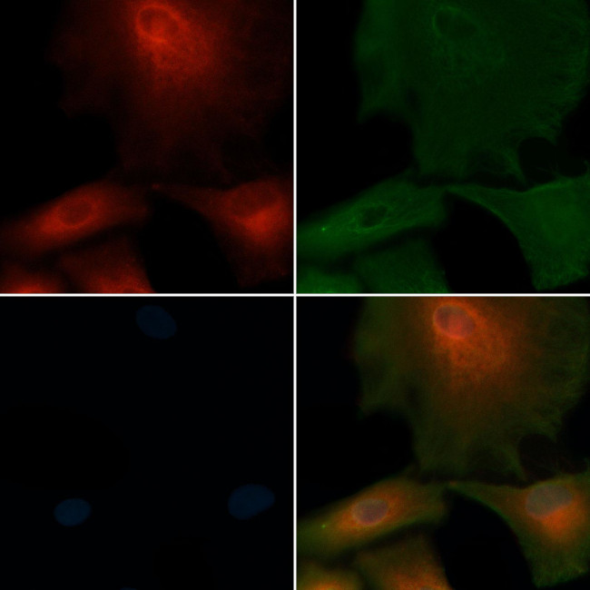 SLC4A8 Antibody in Immunocytochemistry (ICC/IF)