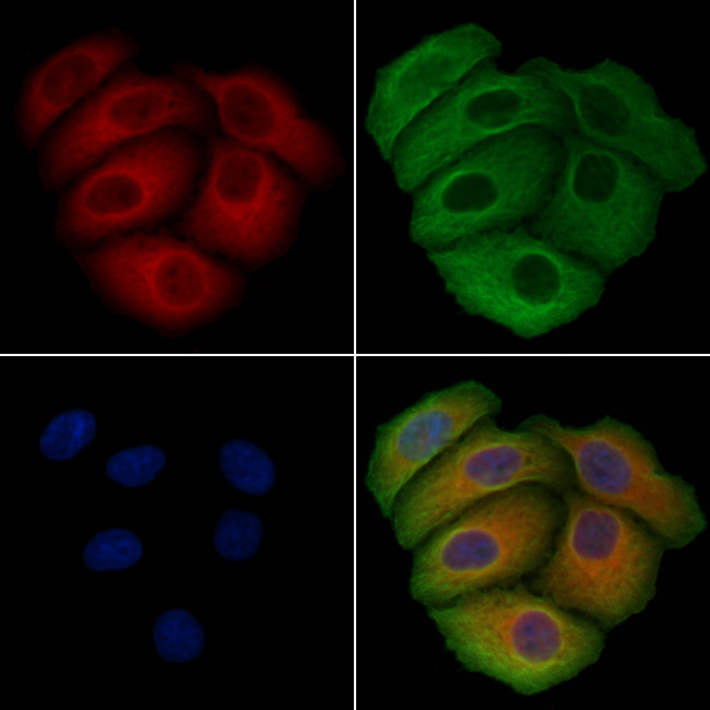 SNX3 Antibody in Immunocytochemistry (ICC/IF)
