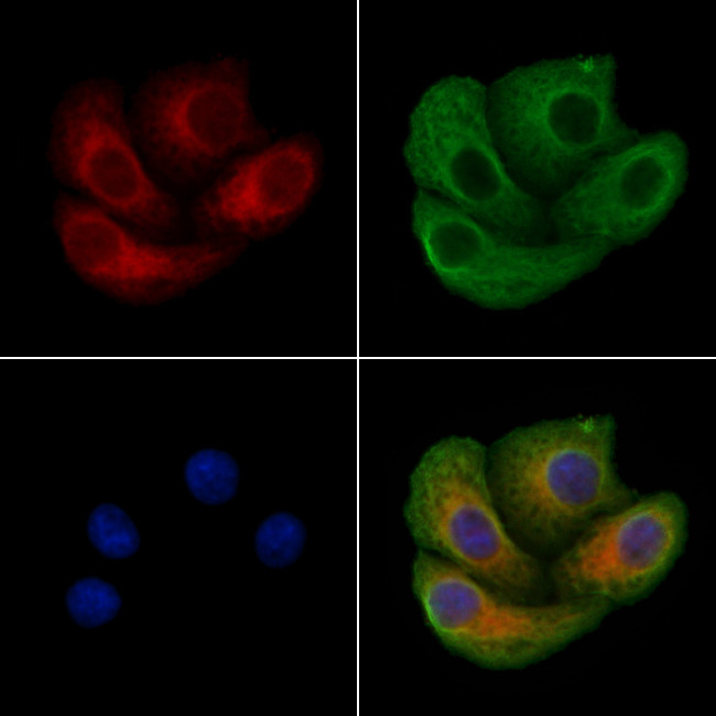 SNX4 Antibody in Immunocytochemistry (ICC/IF)