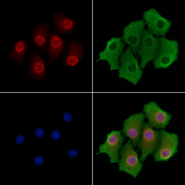 SRSF11 Antibody in Immunocytochemistry (ICC/IF)