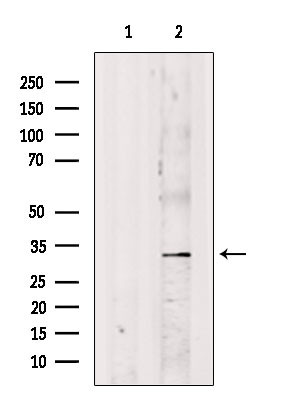 SRSF8 Antibody in Western Blot (WB)