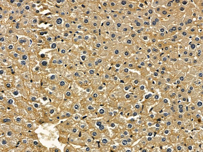 SRSF7 Antibody in Immunohistochemistry (Paraffin) (IHC (P))