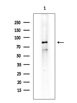 ZNF280C Antibody in Western Blot (WB)