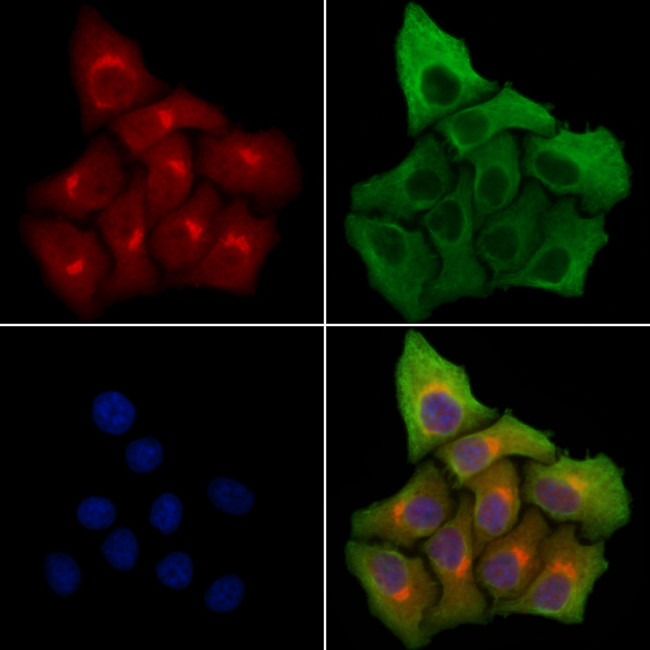 SYT16 Antibody in Immunocytochemistry (ICC/IF)