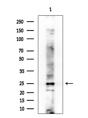 TCEAL1 Antibody in Western Blot (WB)
