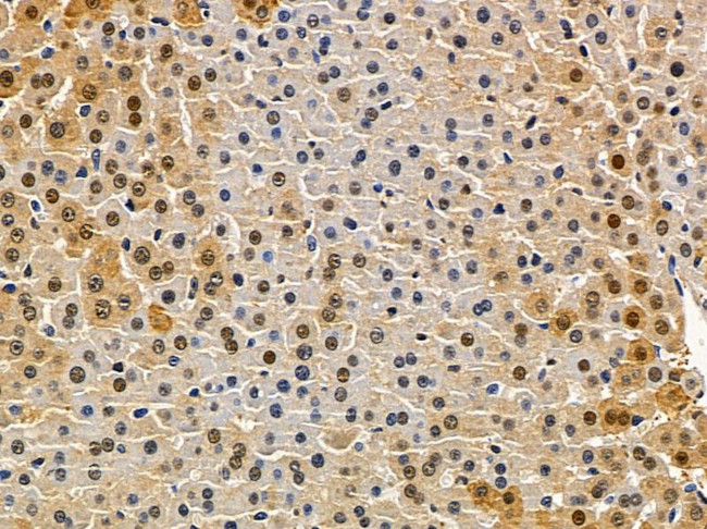 TCEAL6 Antibody in Immunohistochemistry (Paraffin) (IHC (P))