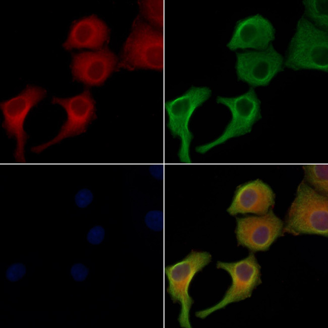 TMBIM1 Antibody in Immunocytochemistry (ICC/IF)