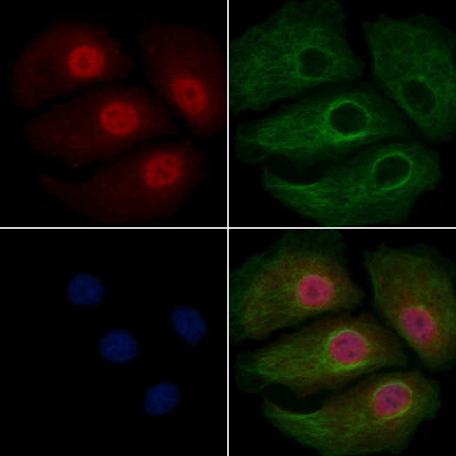 UGDH Antibody in Immunocytochemistry (ICC/IF)