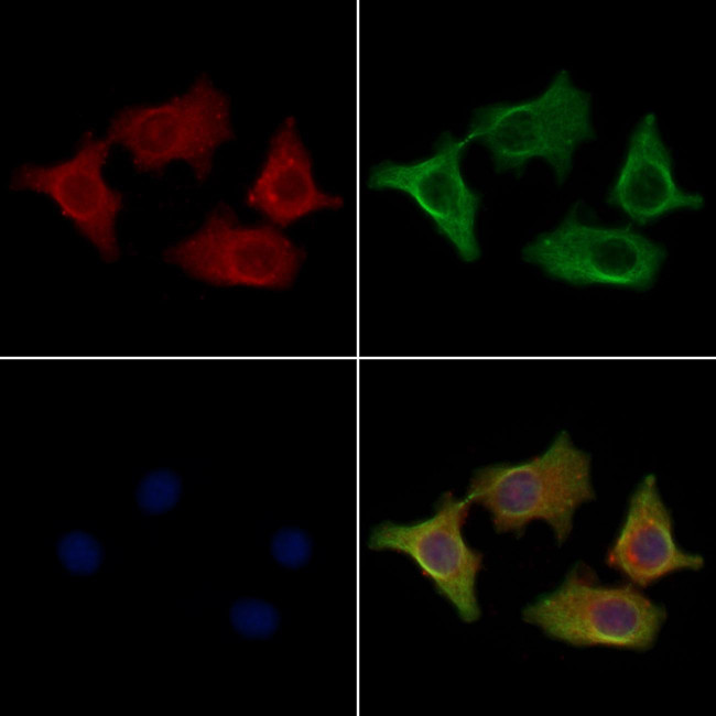 SFT2D2 Antibody in Immunocytochemistry (ICC/IF)