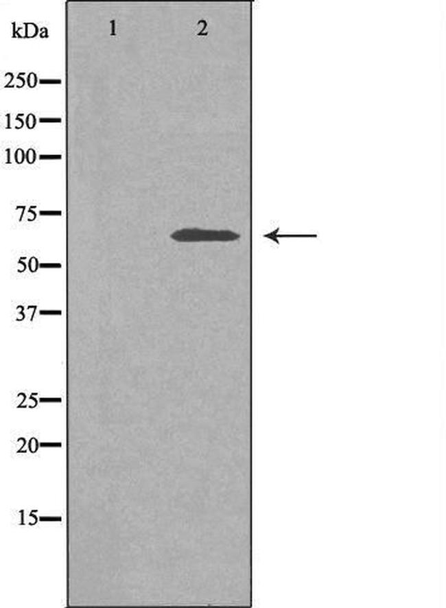 SLC30A9 Antibody in Western Blot (WB)