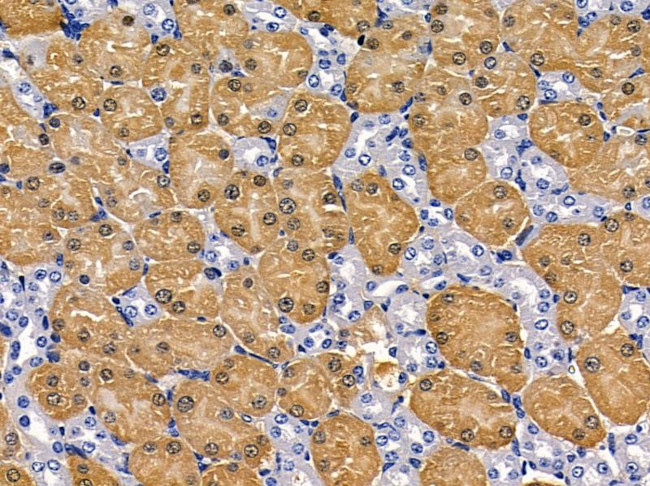 CREB3L2 Antibody in Immunohistochemistry (Paraffin) (IHC (P))