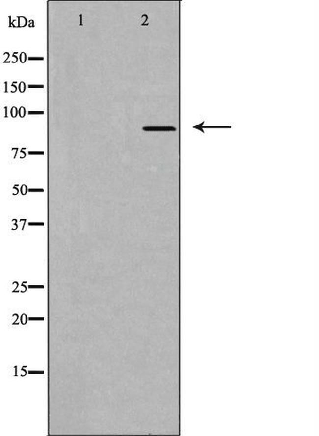 DGKB Antibody in Western Blot (WB)