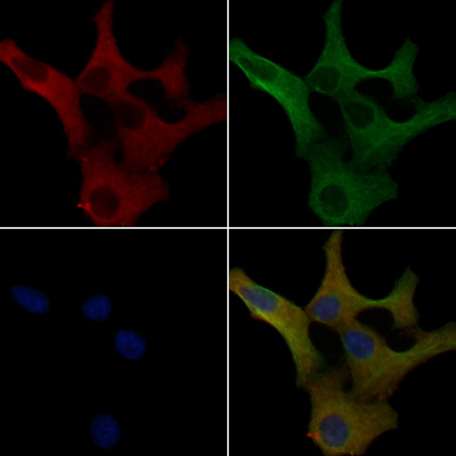 FGFBP2 Antibody in Immunocytochemistry (ICC/IF)