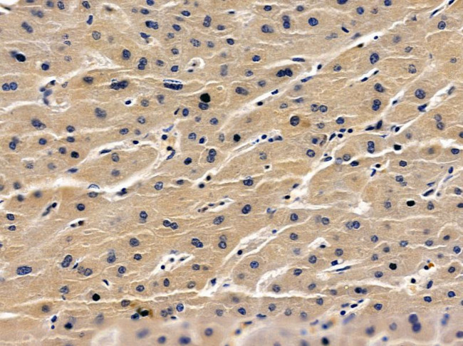HSPBAP1 Antibody in Immunohistochemistry (Paraffin) (IHC (P))