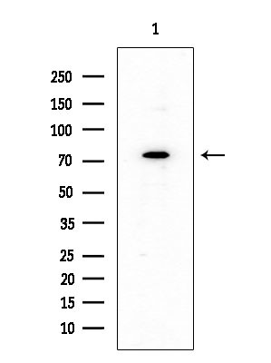 NFE2L3 Antibody in Western Blot (WB)