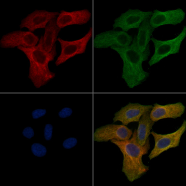 CYP4F11 Antibody in Immunocytochemistry (ICC/IF)
