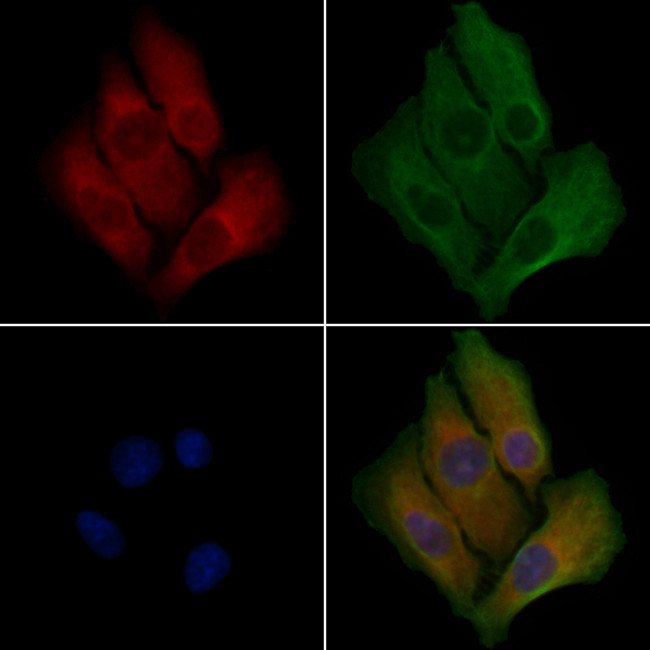 CYP20A1 Antibody in Immunocytochemistry (ICC/IF)
