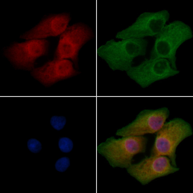 HUNK Antibody in Immunocytochemistry (ICC/IF)