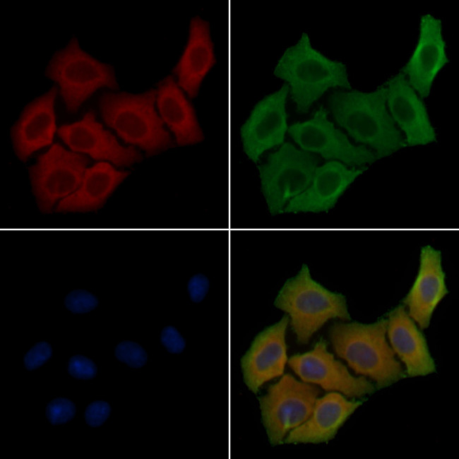 SLC44A1 Antibody in Immunocytochemistry (ICC/IF)