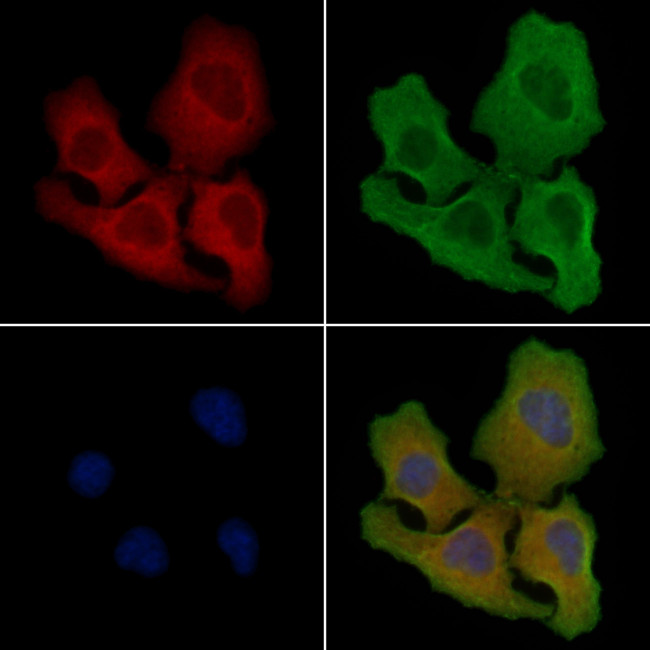 CD300f Antibody in Immunocytochemistry (ICC/IF)