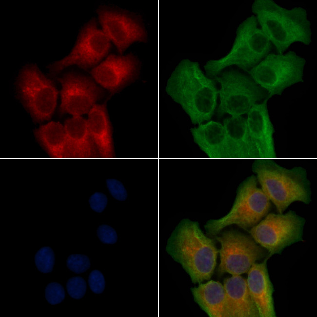HTR5B Antibody in Immunocytochemistry (ICC/IF)