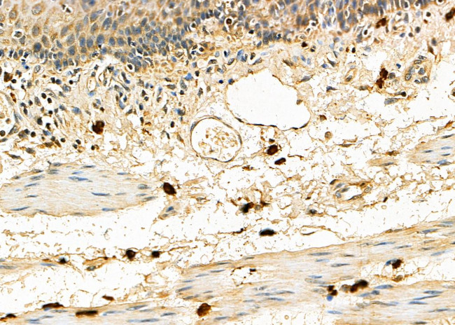 EMR2 Antibody in Immunohistochemistry (Paraffin) (IHC (P))