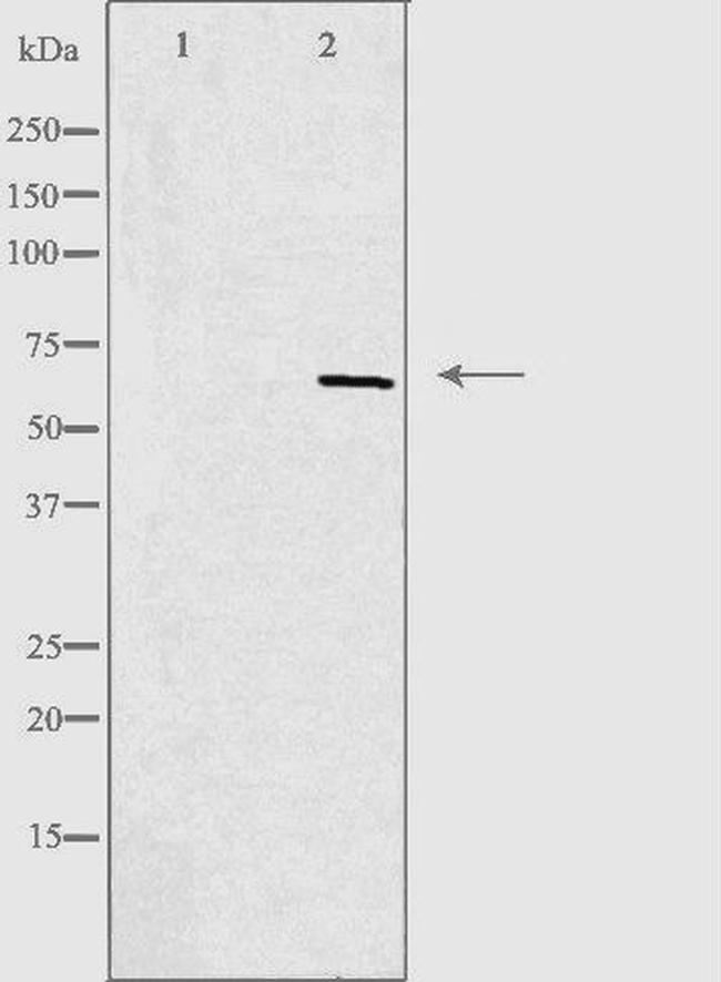 GPR153 Antibody in Western Blot (WB)
