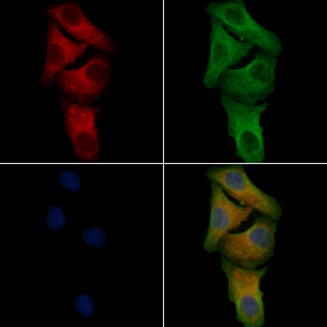 GPR174 Antibody in Immunocytochemistry (ICC/IF)