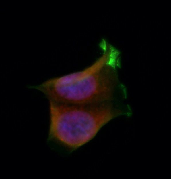 BAI1 Antibody in Immunocytochemistry (ICC/IF)