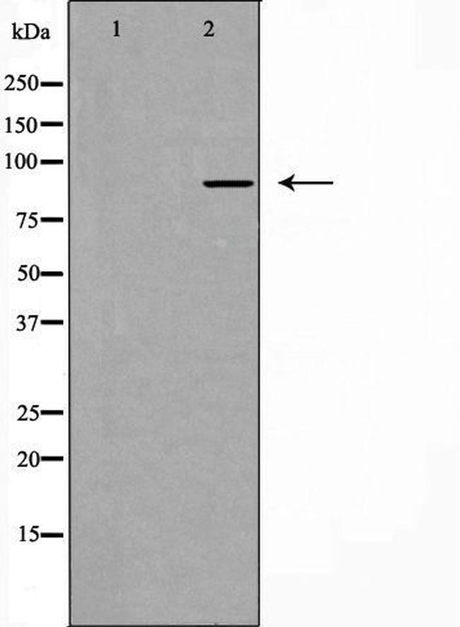 EMR2 Antibody in Western Blot (WB)