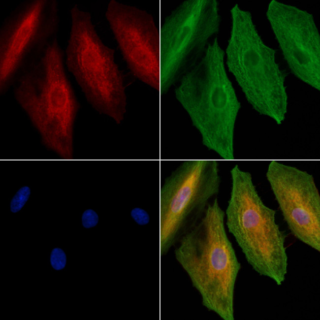 EMR4 Antibody in Immunocytochemistry (ICC/IF)