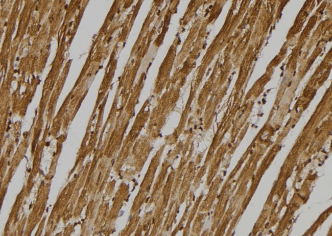 GPR137C Antibody in Immunohistochemistry (Paraffin) (IHC (P))