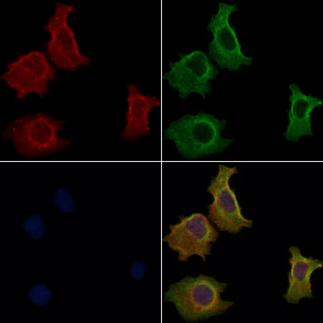 GPR108 Antibody in Immunocytochemistry (ICC/IF)