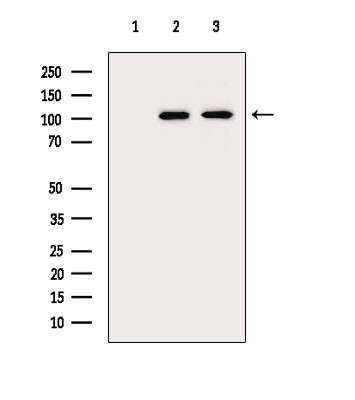 GPR113 Antibody in Western Blot (WB)