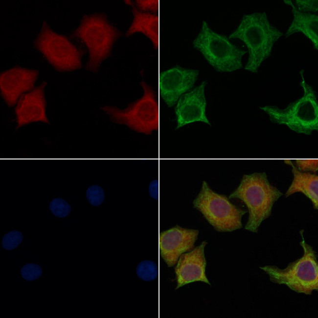 GPR115 Antibody in Immunocytochemistry (ICC/IF)