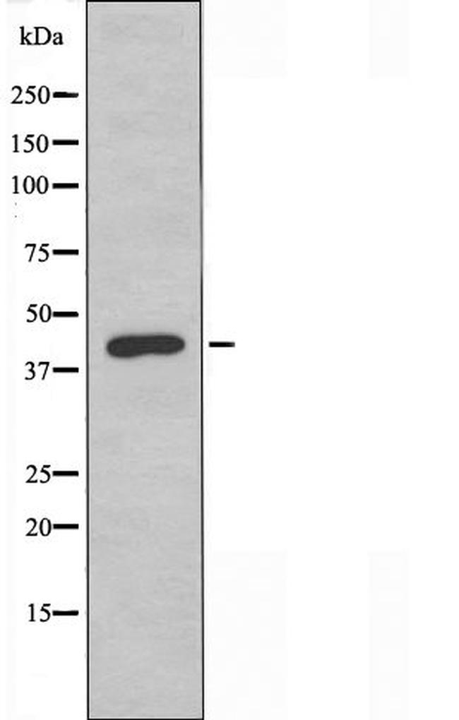 GPR132 Antibody in Western Blot (WB)