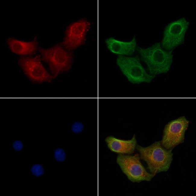 GPR144 Antibody in Immunocytochemistry (ICC/IF)