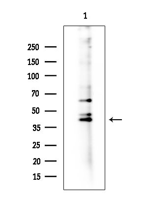 GPR157 Antibody in Western Blot (WB)